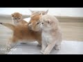 Top videos of mother cat showing love to her kittens. The sound of happiness [Part 3]