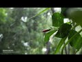 깊은 수면을 도와주는  8시간 빗소리, 잠 잘 오는 비 오는 소리 / 8 hours of deep sleep, the sound of rain / 1시간 뒤 화면 블랙