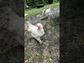 chicken following like a puppy