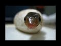 snake eggs साप ने दिए अंडे #snake #snakeeggs #snakebaby
