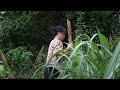 The black beans I planted have been harvested. Caring for the sugarcane garden | Son Thon
