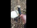 Feeding Swans By Hand