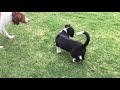 Doggy Battles 2