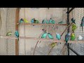 3 Hr Budgies Chirping Talking Singing Parakeets Sounds Reduce Stress , Relax to Nature Bird Sounds