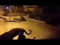 SA Zoo Jaguar Comes Out to Play!