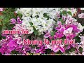 Karaoke Chúng Mình Ba Đứa Tone Nữ Gõ Bo | Trương Văn Điệp