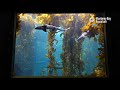 2 Hours Of Kelp Forest To Study/Relax To | Lofi Hip Hop | Monterey Bay Aquarium Krill Waves Radio