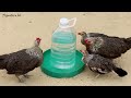 Como hacer un bebedero casero con una botella de plástico para gallinas patitos y pollitos de corral