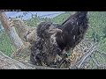 20240615🦅(RU)白尾海鵰- 拍翅練習與搶當網紅😄 -White-tailed eagles Chulman & Kama in Lower Kama National Park
