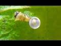 spicebush caterpillar hatching