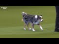 Crufts 2020 Day 2 Live - Part 2