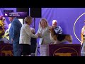 Pembroke Welsh Corgis | Breed Judging 2024