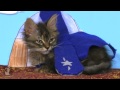 Disney's Planes (Cute Kitten Edition)