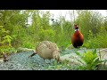Pheasant Couple & Friends