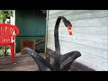 How to Make Swan of Tires