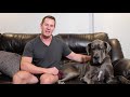 The most useful Great Dane training command that you're not using! | Great Dane Care