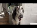 Follow a Silken Windhound and a Borzoi Through a Dog Park