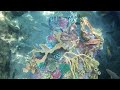 Grand Reef Footage, Discovery Cove Snorkeling Pool | Non-Copyright