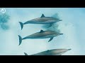 4k Fish 🐬- Coral Reefs and Colorful Sea Life - Relaxing Music