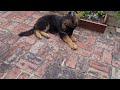 German Shepherd Pup and the strawberry