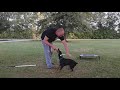 MUST WATCH! Virgie 15 week old European Doberman pup