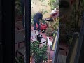 Part 1 Trying to save baby cardinal attacked by parents