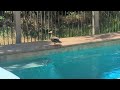 Duck Visits Our Pool