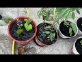 Kitchen Gardening My Pleasure and Happiness 🍅🍆🫑🌶️🥬🥒🍋🫚(Part 1)