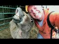 Watch and DIE FROM LAUGHING 🤣Super FUNNY ANIMAL VIDEOS 2024