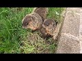 Wild baby woodchucks sit with me eating broccoli