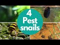 Top 4 Aquarium Snails to Avoid 😱(Don't Make This Mistake)