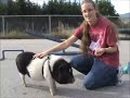 Micro Pig doing tricks - Pumbaa, worlds smartest pig