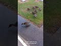 Curious friendly family of  Ducks came for tea🦆in EAST YORKSHIRE