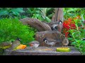 Cat Tv No ads interruption | Cat tv For Cats To watch Squirrels and Birds in Garden - 24 Hour Cat TV