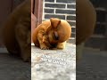 This baby chick helped a puppy fall asleep ❤️