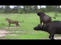 Bufallos humiliates Lion