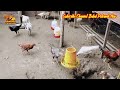 PEMULA WAJIB TAU‼️ JENIS AYAM YANG PALING CEPAT PANEN‼️ TERNAK AYAM KAMPUNG