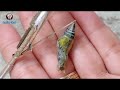 How to raise a caterpillar into a butterfly full tutorial #lifeCycleofCitrusButterfly #amritashaw