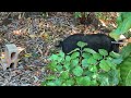 Wild Pig in Neighbor's Yard