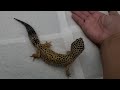 teaching #princess to walk on my hand again part 1 she is gaining more grams and eating better