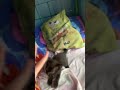 another cat video