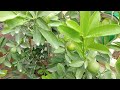 🌱🍋 Sunday update my terrace garden 🏡 नीवूं के पौधे की केयर कैसे करें पौधा फलों से भर जाये 🍋🌱17/9/23👍