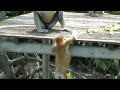 Proboscis Monkeys, Borneo