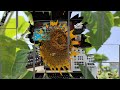 Sunflower Field 🌻🌻🌻- E-jazz Jam