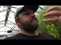 ⟹ HR 31 Pepper Review F-1 | Heirloom Reviews | HRSeeds