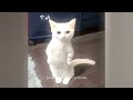 🐕 Try Not To Laugh Dogs And Cats 🤣😅 Funniest Catss 🤣