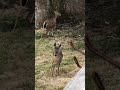 Deer feeding at the Lewis homestead
