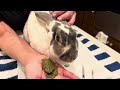 Hand Feed Rabbit