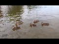 A Family Video of Mallard Ducks