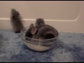 Baby Chinchilla's First Bath